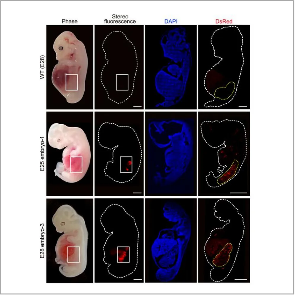 Researchers grow embryonic humanized kidneys inside pigs for 28 days